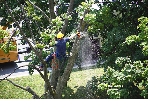 Best Stump Grinding and Removal  in La Grange, TX