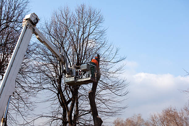 Professional Tree Removal Services in La Grange, TX